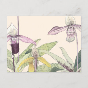 Vintage japanische Paphiopedlum-Orchideen-Kunst Postkarte