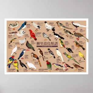 Vintage-Japanischer-Vogelatlas-Illustration Poster