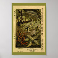 Vintage Jelly Fish Medusa Starfish Cornflora Kunst