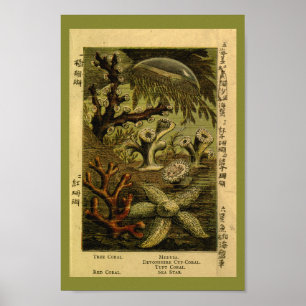 Vintage Jelly Fish Medusa Starfish Cornflora Kunst Poster