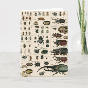 Vintage Käfer-Illustration Karte