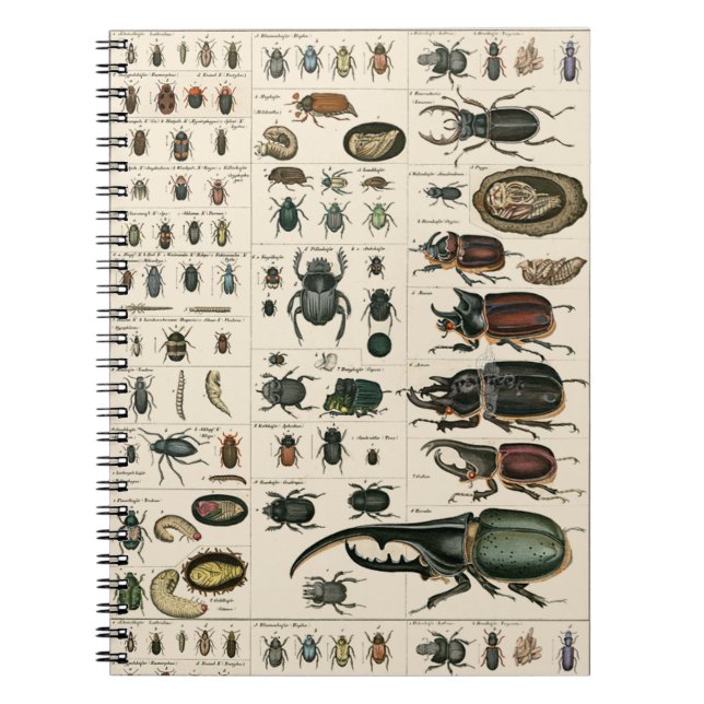 Vintage Käfer-Illustration Notizblock (Vorderseite)