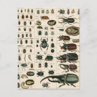 Vintage Käfer-Illustration