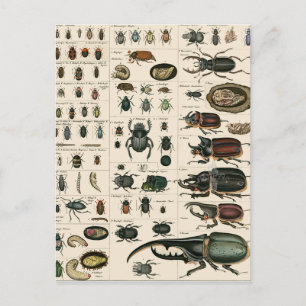 Vintage Käfer-Illustration Postkarte