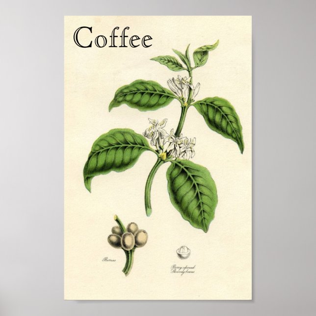 Vintage Kaffee-Pflanze Poster (Vorne)