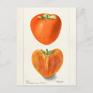 Vintage-Kakis Frucht Aquarellmalerei Postkarte