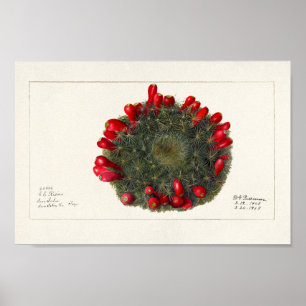 Vintage Kakteen/Sukkulente Illustration Poster