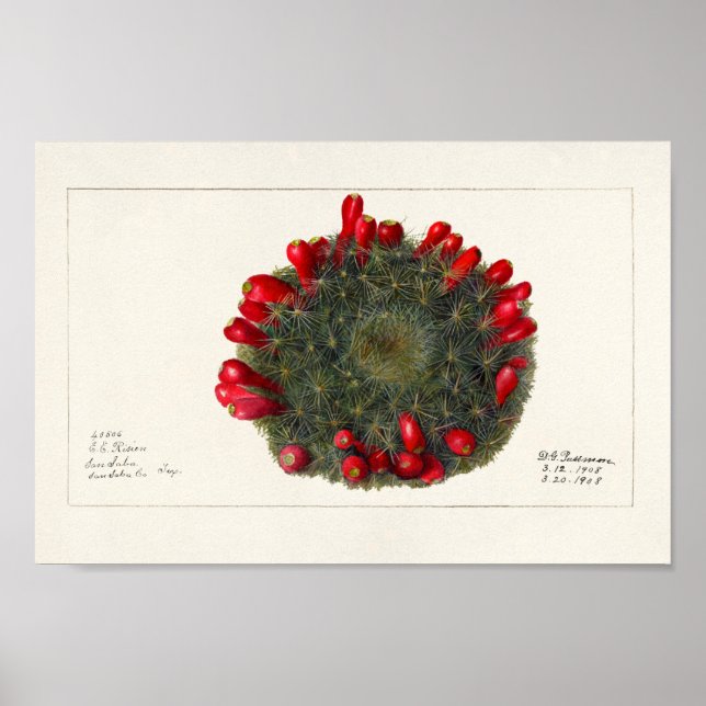 Vintage Kakteen/Sukkulente Illustration Poster (Vorne)