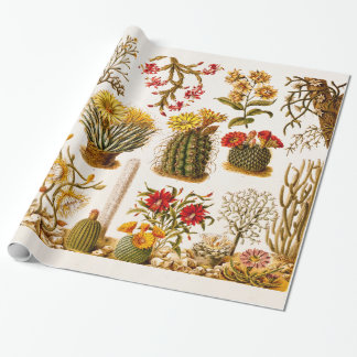 Vintage Kaktus-Blumen-alte Blumenillustration 1911 Geschenkpapier