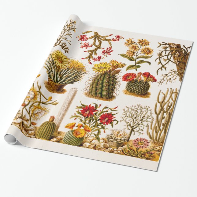 Vintage Kaktus-Blumen-alte Blumenillustration 1911 Geschenkpapier (Ungerollt)