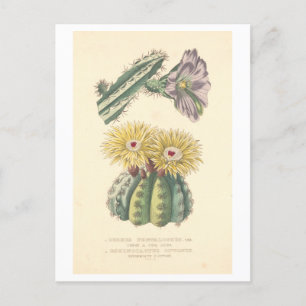 Vintage Kaktus Botanische Illustration Postkarte