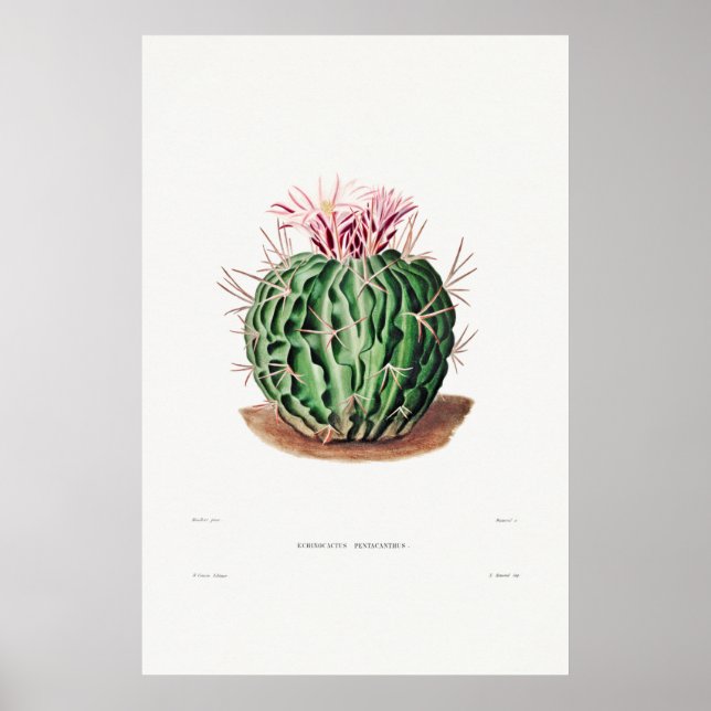 Vintage Kaktus-Illustration Poster (Vorne)