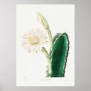 Vintage Kaktus-Illustration Poster