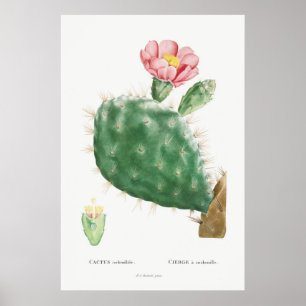 Vintage Kaktus-Illustration Poster