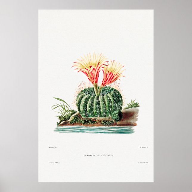 Vintage Kaktus-Illustration Poster (Vorne)