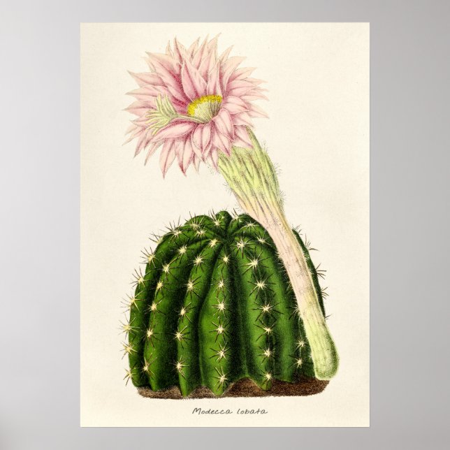 Vintage Kaktus-Illustration Poster (Vorne)
