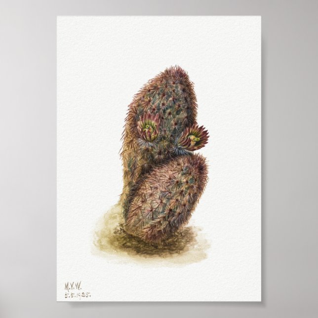 Vintage Kaktus-Illustration Poster (Vorne)