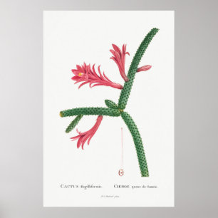 Vintage Kaktus-Illustration Poster