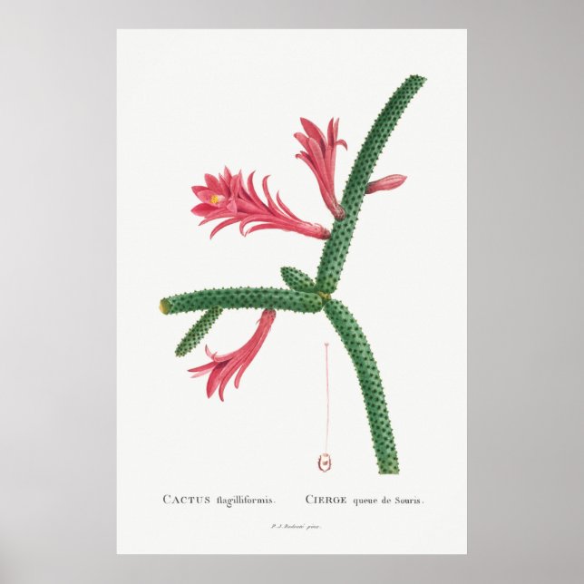 Vintage Kaktus-Illustration Poster (Vorne)