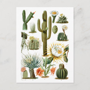 Vintage Kaktus Postkarte