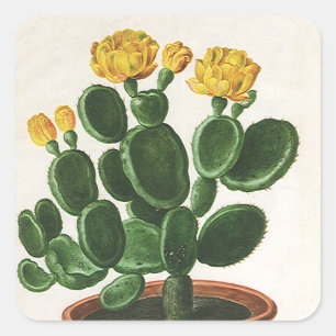 Vintage-Kaktusblüten, Sukkulenten-Kakteenpflanzen Quadratischer Aufkleber