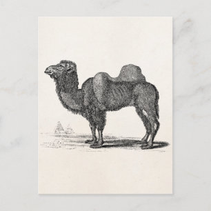 Vintage-Kamel-Illustration aus dem 19. Jahrhundert Postkarte