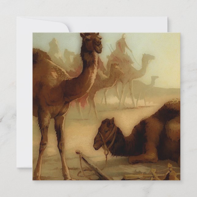 Vintage Kamele in der Wüste (Vorderseite)