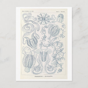 Vintage Kammquallen von Haeckel Postkarte