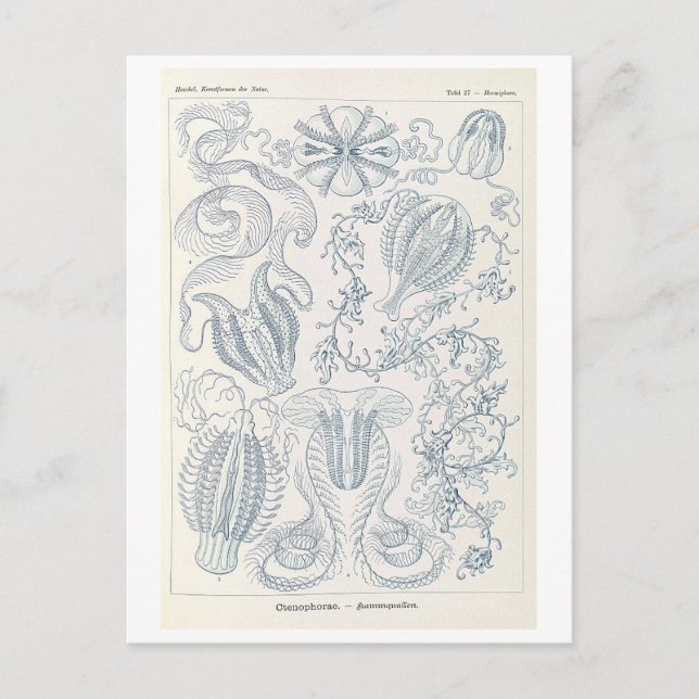 Vintage Kammquallen von Haeckel Postkarte (Vorderseite)