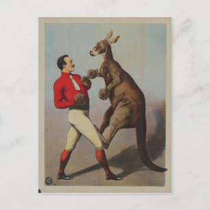Vintage Kangaroo Boxing Postkarte