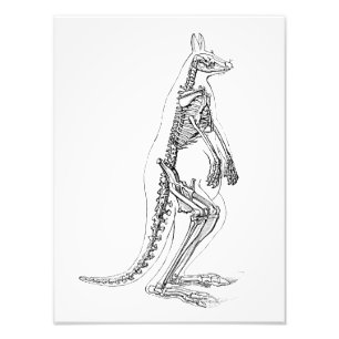 Vintage Kangaroo Skeleton Illustration - 1800er Fotodruck