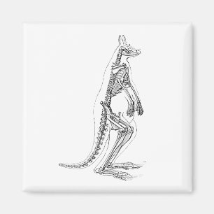 Vintage Kangaroo Skeleton Illustration - 1800er Magnet
