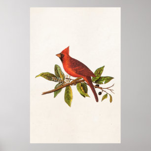 Vintage-Kardinal-Sangvogel-Illustration - 1800er J Poster