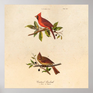Vintage Kardinal Singvogel-Illustration - 1800er J Poster