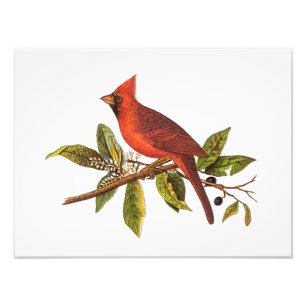 Vintage Kardinals-Lied-Vogel-Illustration - 1800's Fotodruck