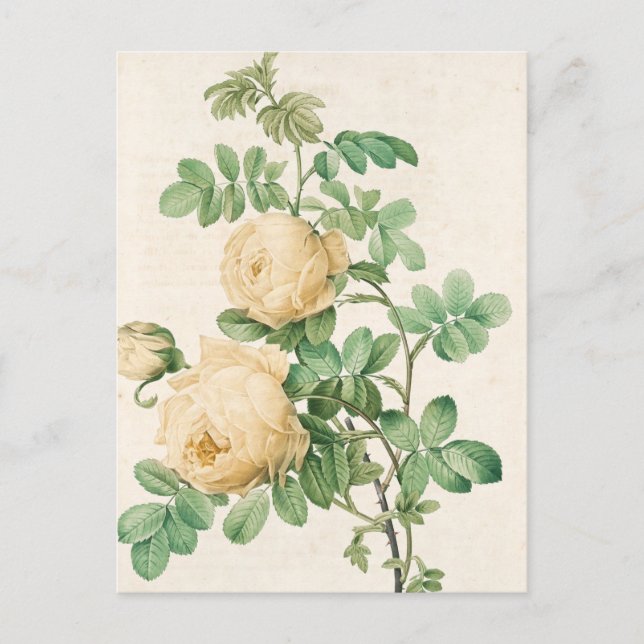 Vintage Karte (Vorderseite)