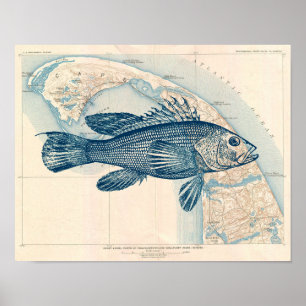 Vintage-Karte von Cape Cod mit Seebarsch Poster