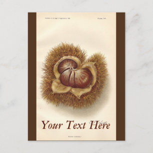 Vintage Kastanie Postkarte