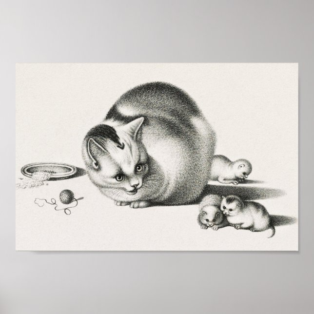 Vintage Katze-Illustration Poster (Vorne)