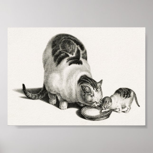 Vintage Katze-Illustration Poster (Vorne)