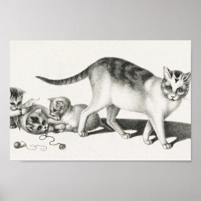 Vintage Katze-Illustration Poster (Vorne)