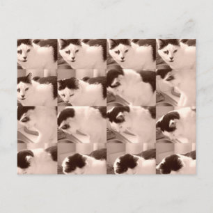 Vintage Katze/Schwarz/Weiß-Foto Postkarte