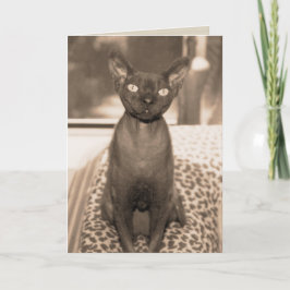 Vintage Katzen-Fotografie Art-Devons Rex Karte