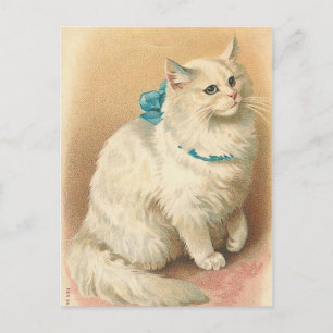 Vintage Katzenpostkarten Postkarte