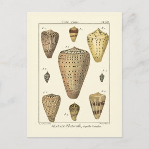 Vintage Kegelschnecken Postkarte
