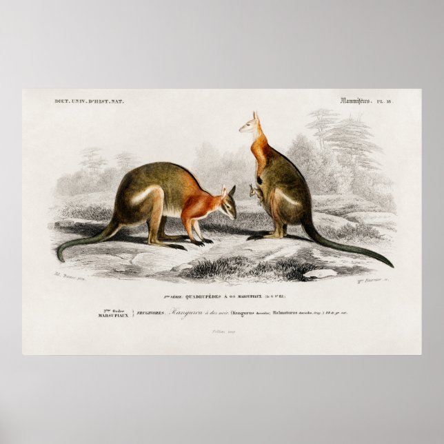 Vintage Kenguru-Illustration Poster (Vorne)