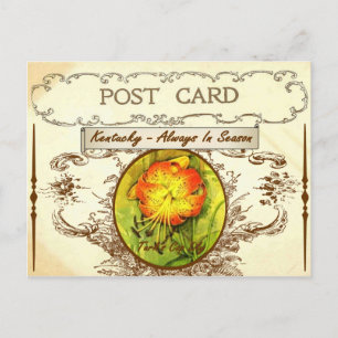 Vintage Kentucky State Flower Postkarte