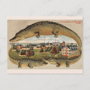 Vintage Key West Alligator Postkarte
