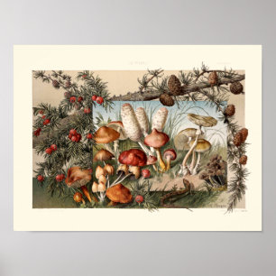 Vintage Kiefernzapfen und Pilze von Anton Seder Poster