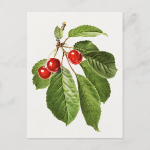 Vintage-Kirschfrucht-Aquarellmalerei Postkarte